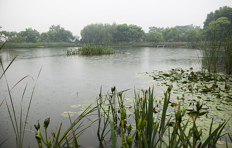 荷塘春雨 摄影 西望