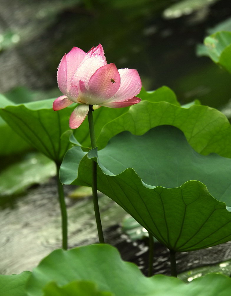 雨中荷 摄影 逍遥浪族