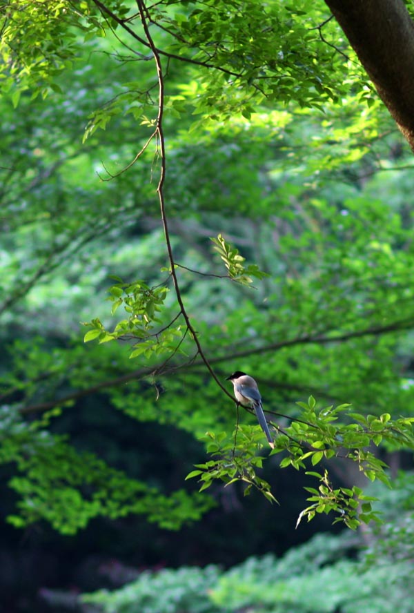 灰喜鹊 摄影 mglao