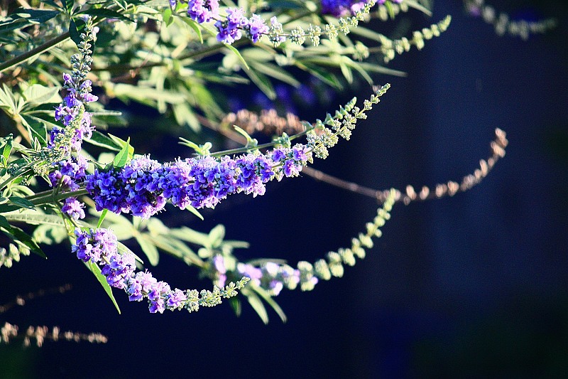 穗花牡荆 摄影 鹿鱼