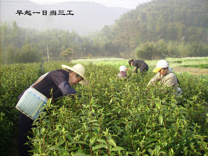 采摘晨韵 摄影 晚景