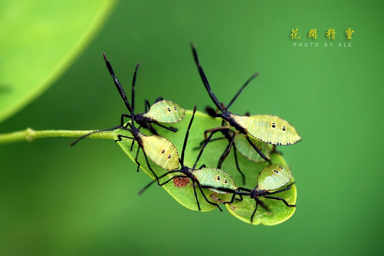 2009花间精灵（4） 摄影 阿乐