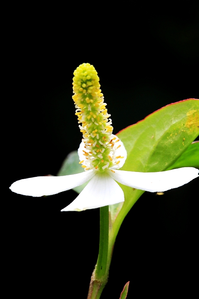 小野花(1) 摄影 haihang