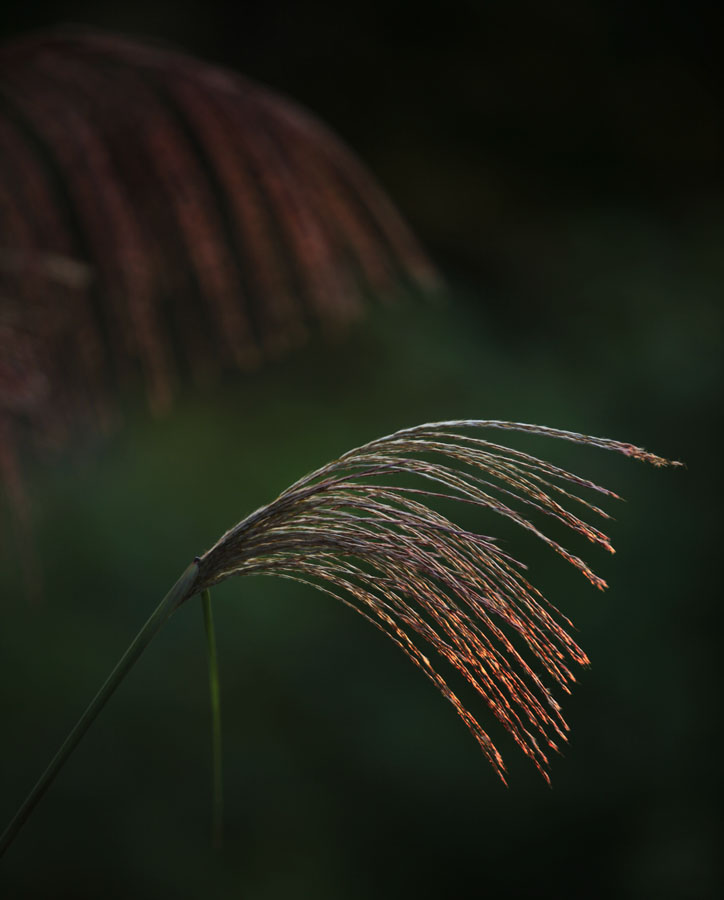 夕照芒花1 摄影 竹修