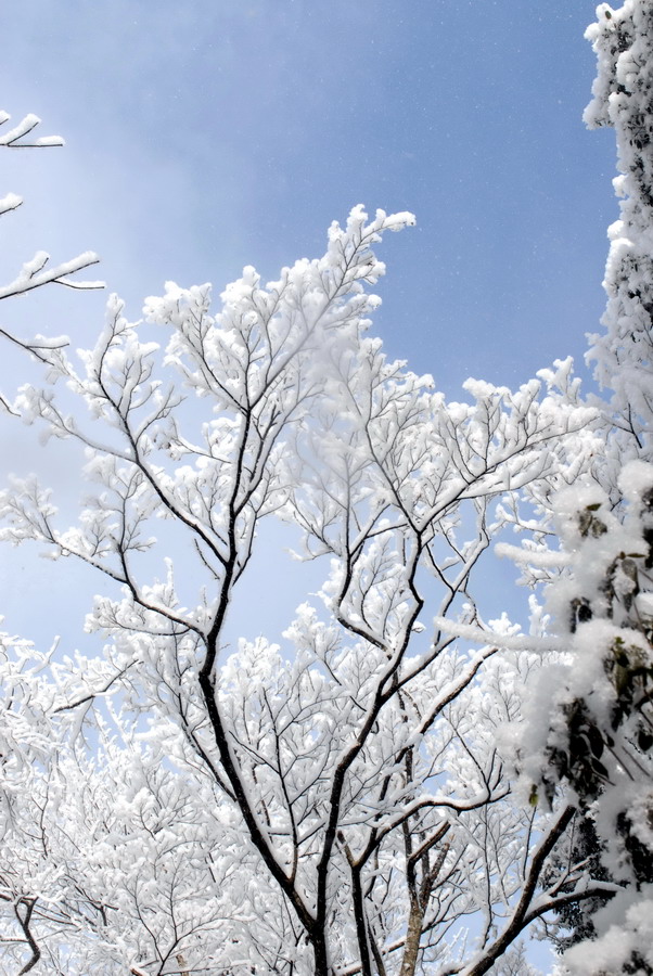 黄山雪 摄影 风飘絮