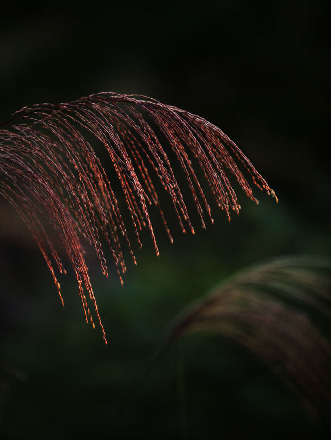 夕照芒花2 摄影 竹修