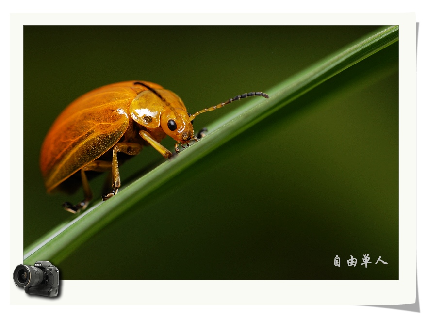 昆虫 摄影 自由单人