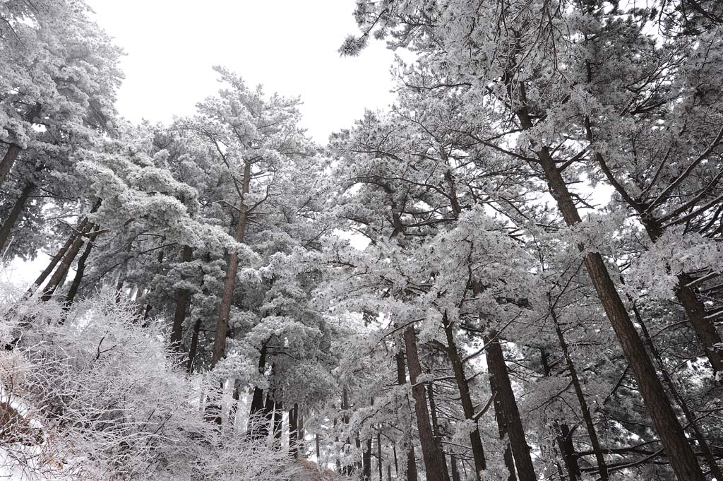 华山雪 摄影 月风清