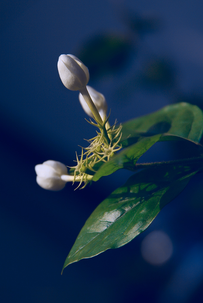 等待美丽的茉莉花 摄影 参宿七