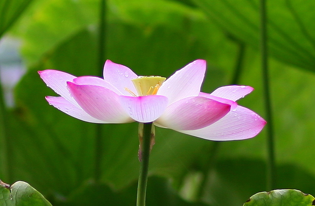 荷花盛开 摄影 sunyhl