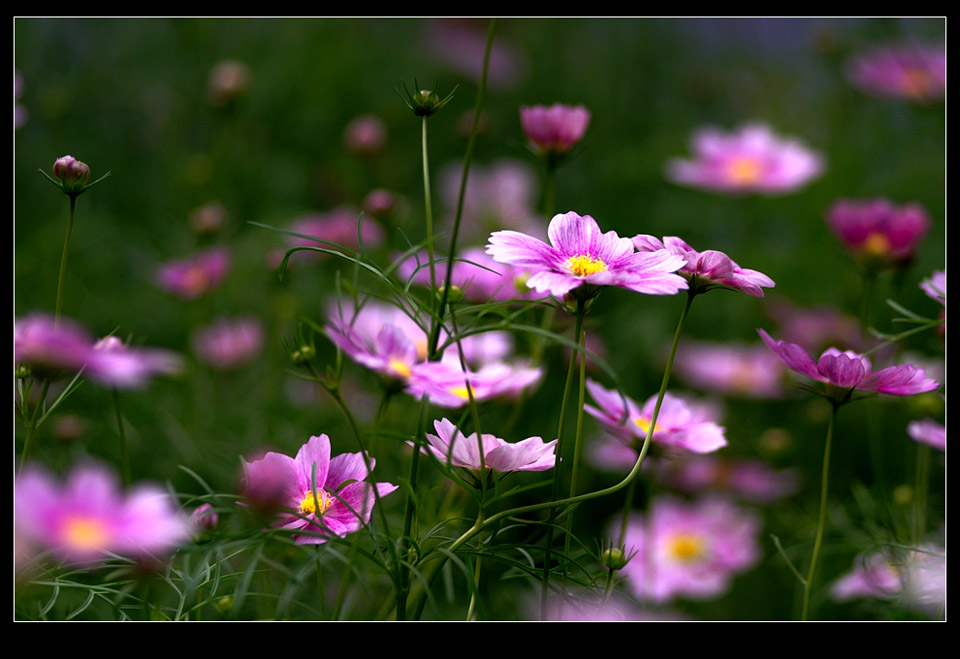 春花---秋英 摄影 菩提子