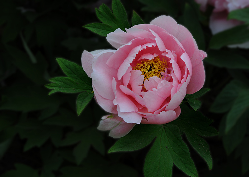 花语 摄影 平淡似水