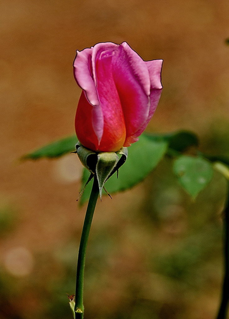 月季花蕾 摄影 焕妮