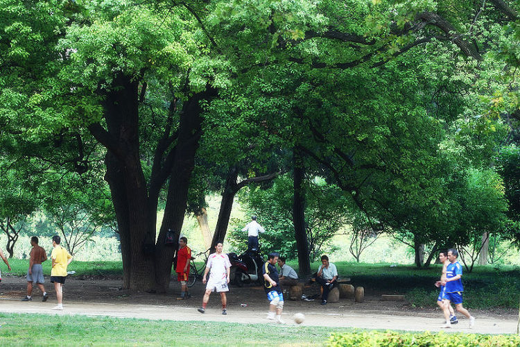 初夏8 摄影 楚园秋韵