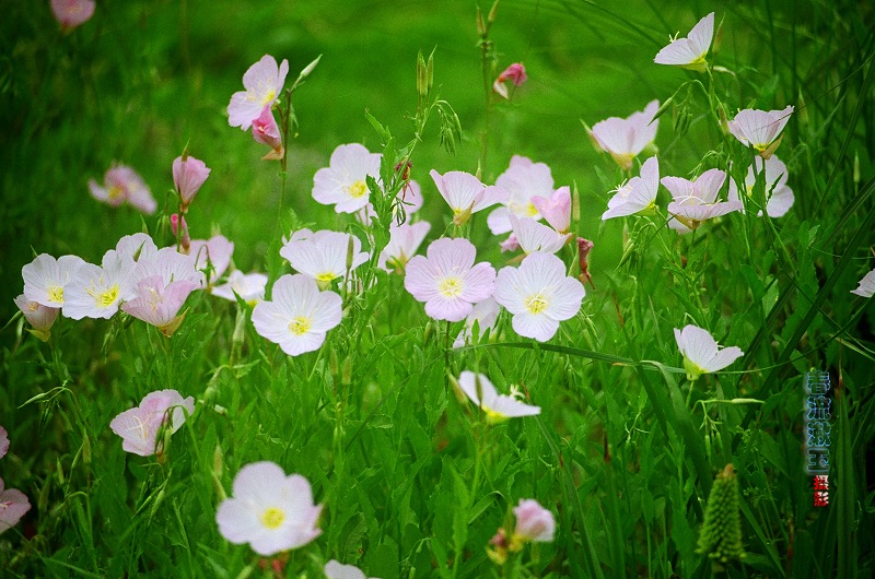 在杭州拍到的花（胶片） 摄影 春流漱玉