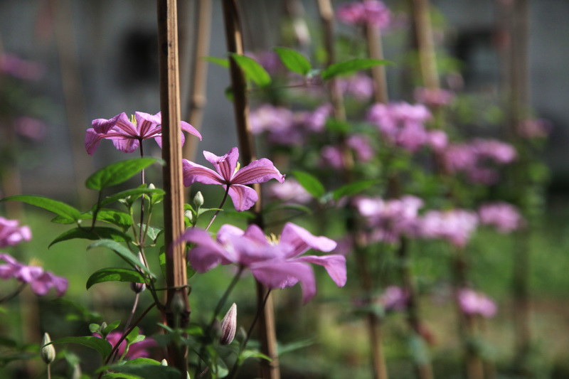 众花摇曳 唯尔楚楚 摄影 山水无忧