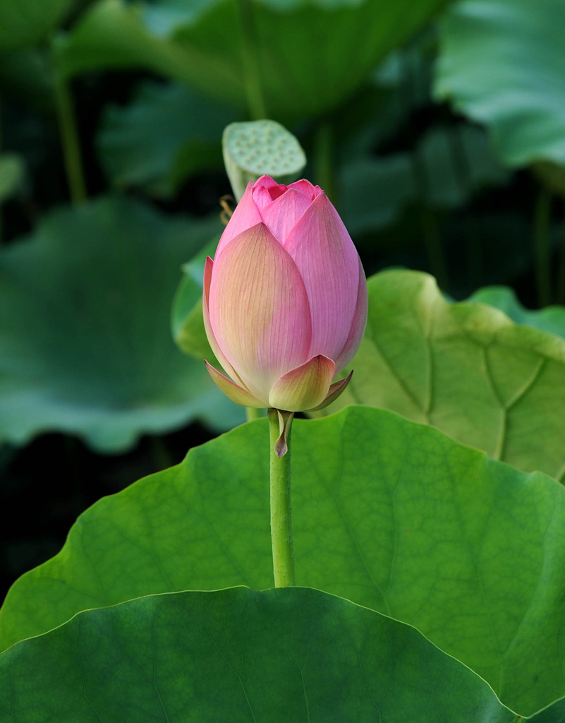 荷花 摄影 魔发师