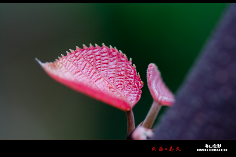 雨后.春天 摄影 寒山