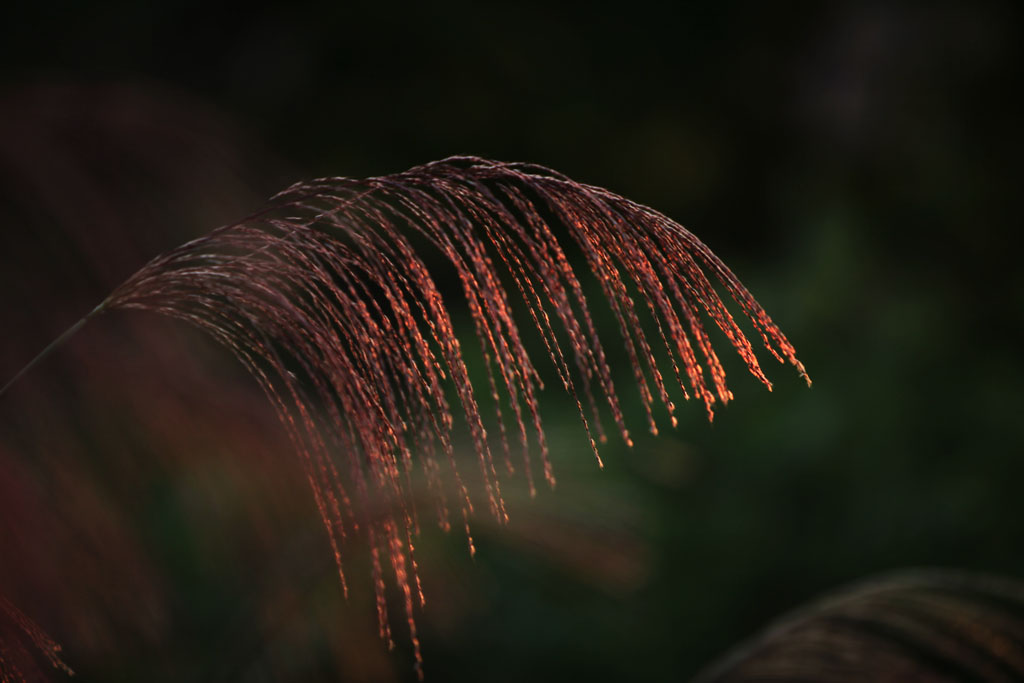 夕照芒花3 摄影 竹修