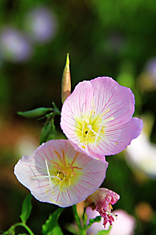 小花 摄影 大兔兔