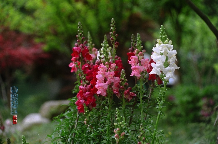 杭州拍到的花（胶片） 摄影 春流漱玉