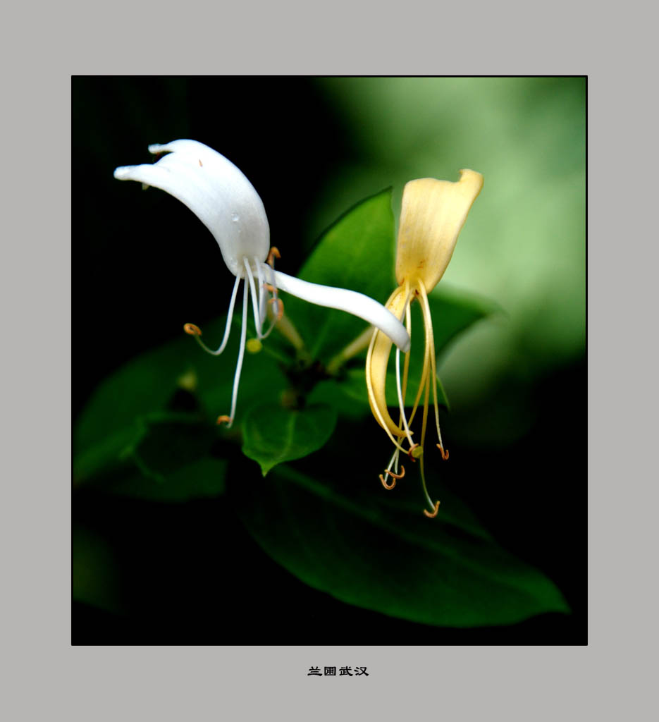 金银花 摄影 兰圃武汉