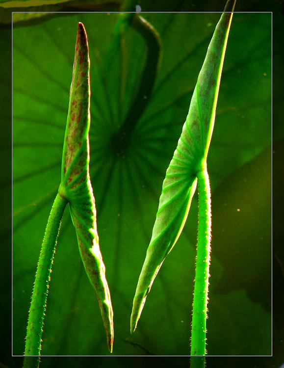 衬 摄影 唱歌的虫虫