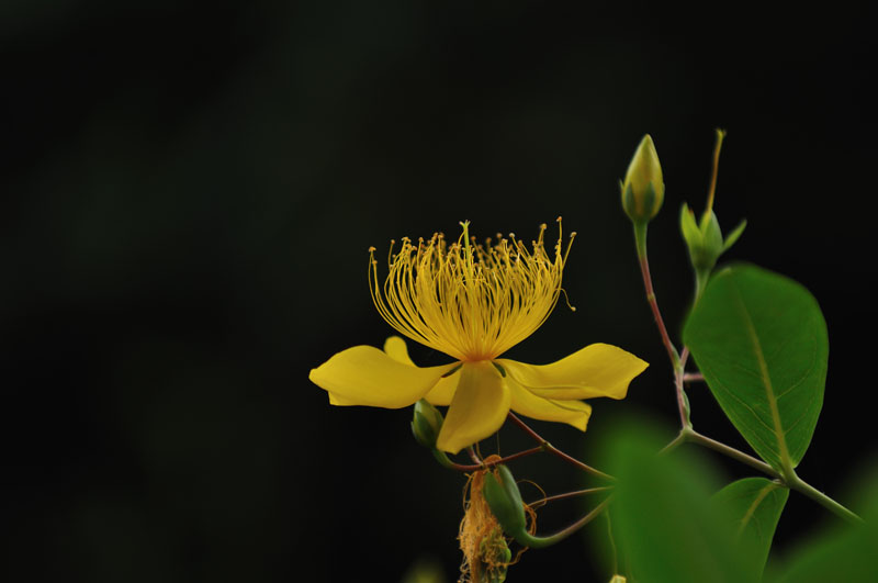 花色小花 摄影 三喜