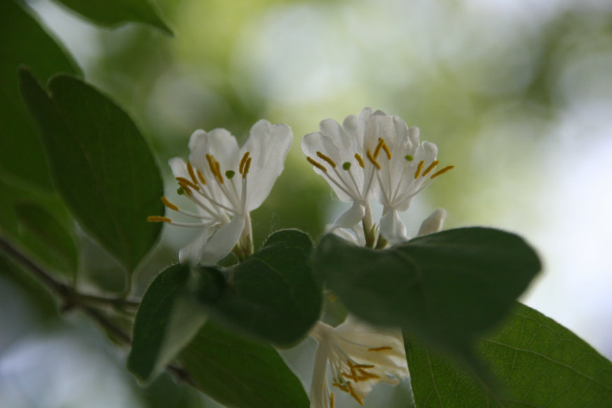 并蒂花开 摄影 cellphoto