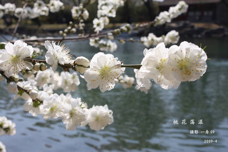 桃花荡漾 摄影 一舟09