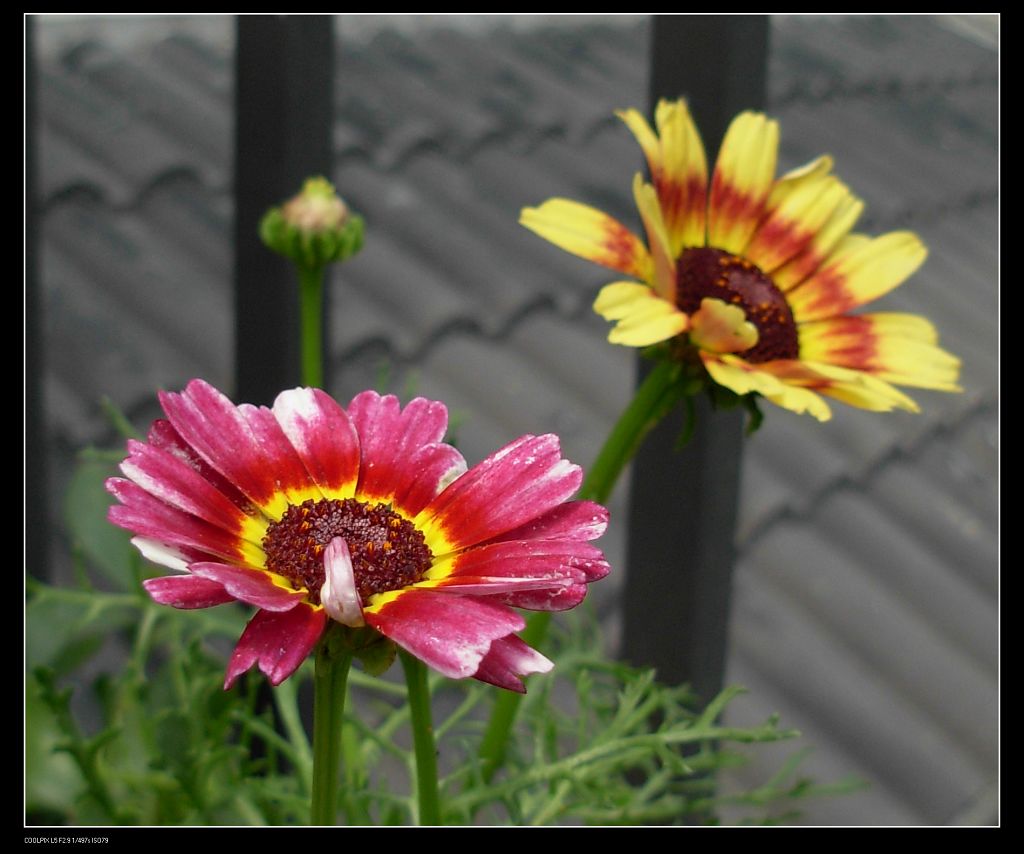 花环菊 摄影 jn菜菜