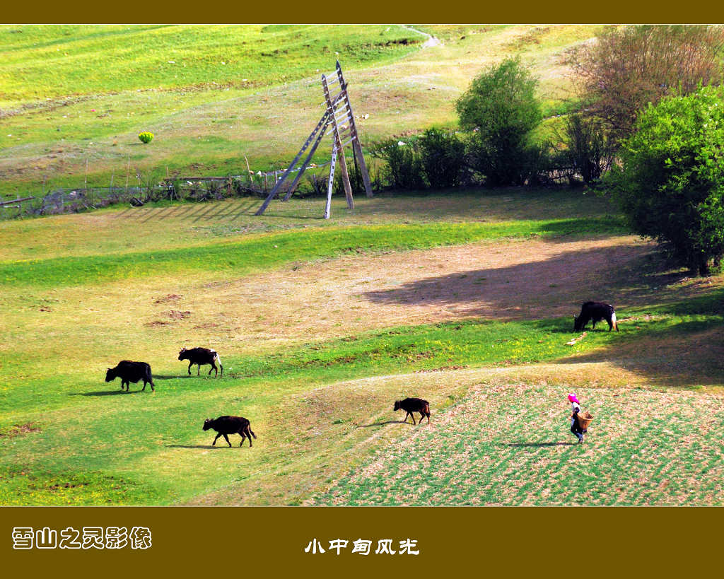 6月的香格里拉 摄影 雪山之灵