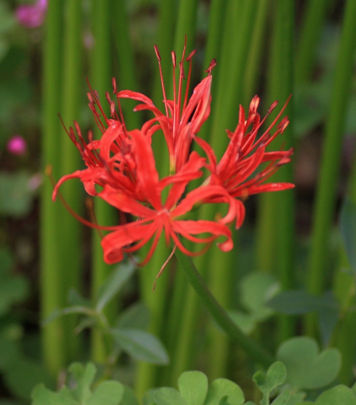 花 摄影 大兔兔