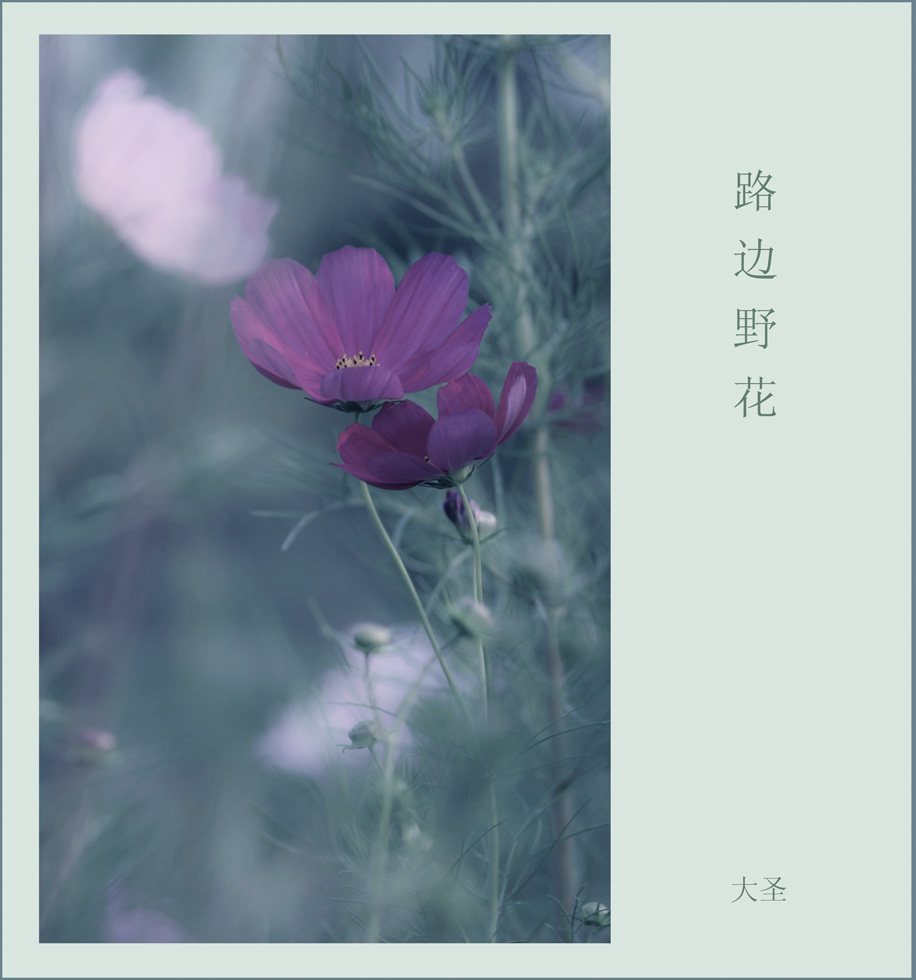 路边花《4》 摄影 大圣