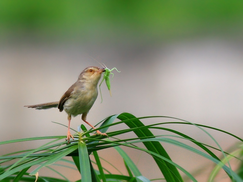 小莺的午餐 摄影 正午阳光