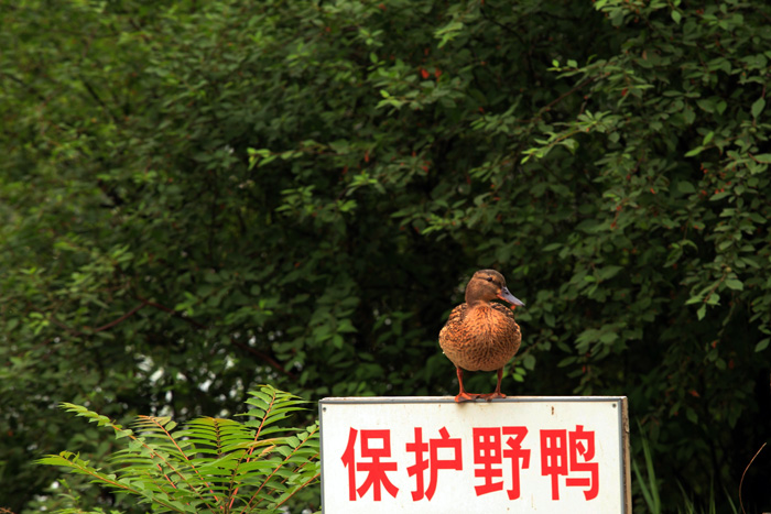 保护野生动物 摄影 好色影