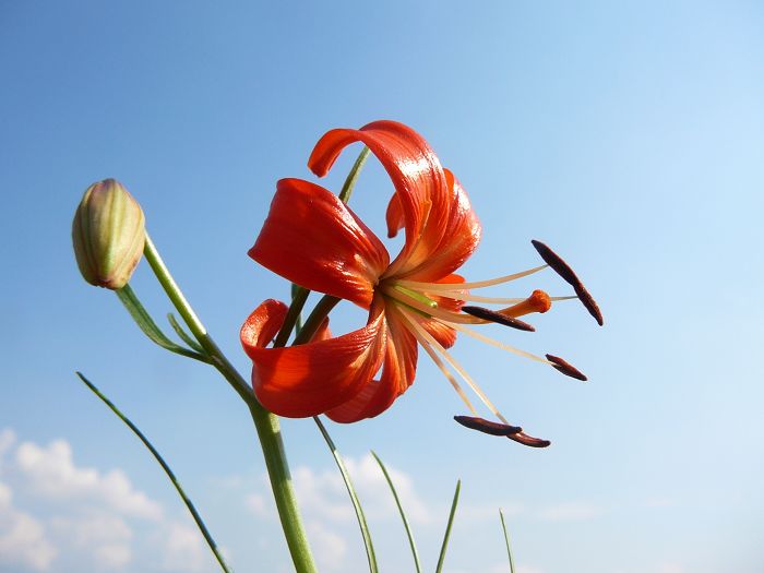 山上的百合花 摄影 柳花