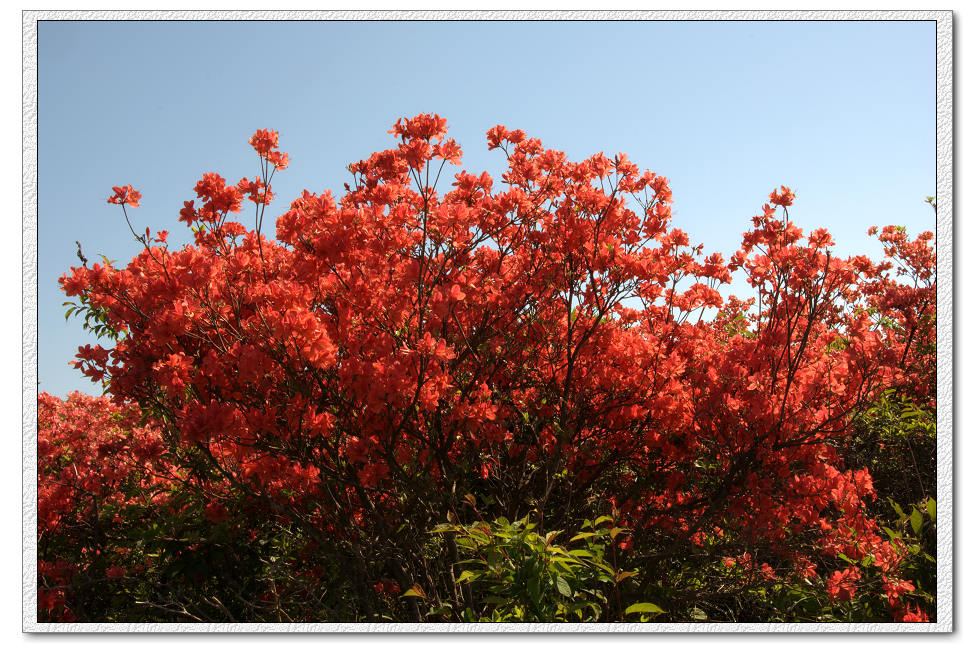 杜鹃花 摄影 千岛湖