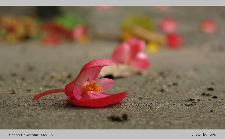 秋海棠——花落知深秋 摄影 冰雨水