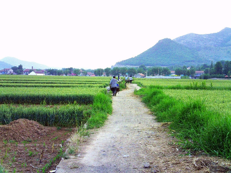 乡间小路-2 摄影 五角枫