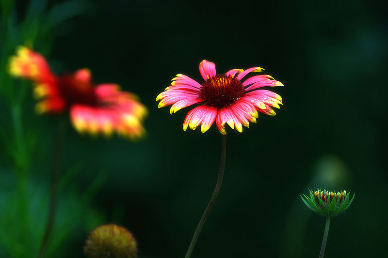 花花世界2 摄影 楚园秋韵