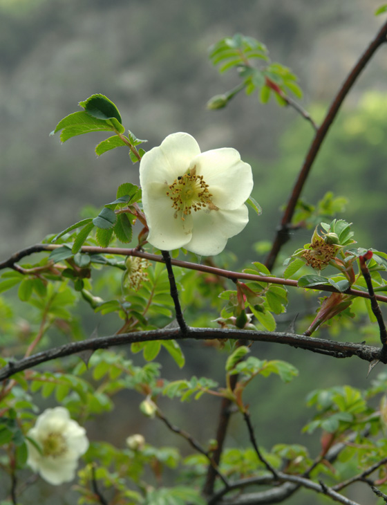 玫瑰花开 摄影 浮云流水