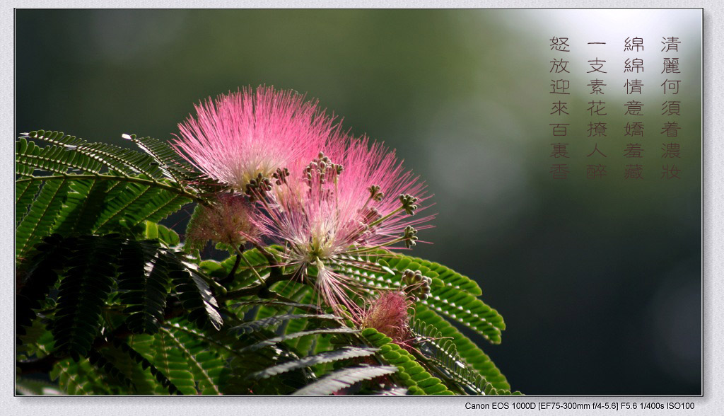 赞合欢花 摄影 清风剑