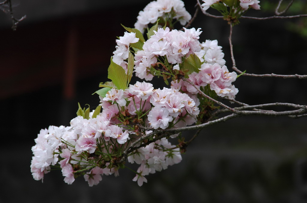 樱花的记忆 摄影 mitaka