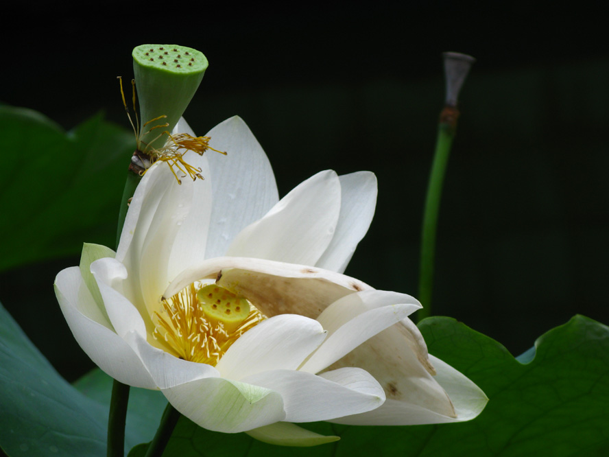 人生如梦 摄影 夜雨花仙