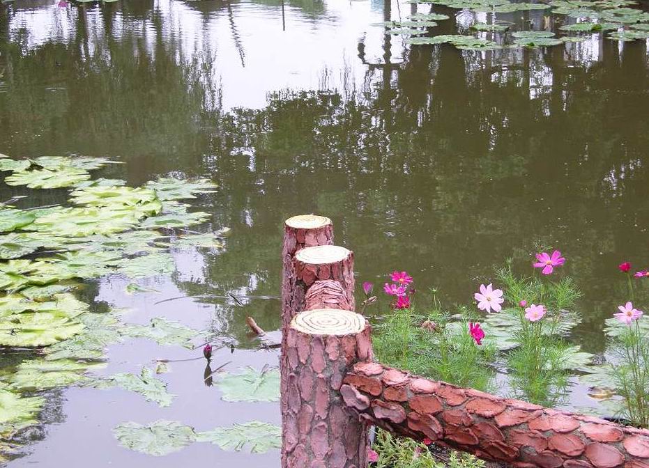 池塘小景 摄影 蓝儿