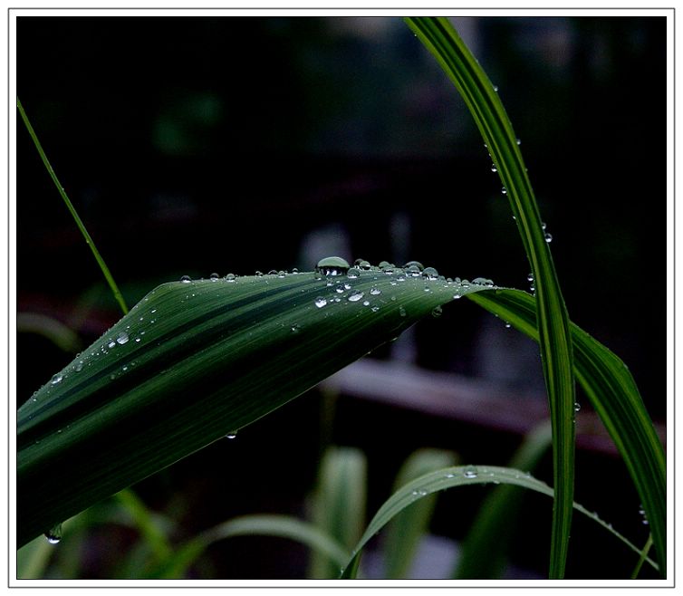 雨后拾珠 摄影 多木