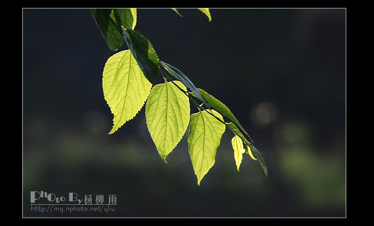 神奇的光 摄影 楊柳雨