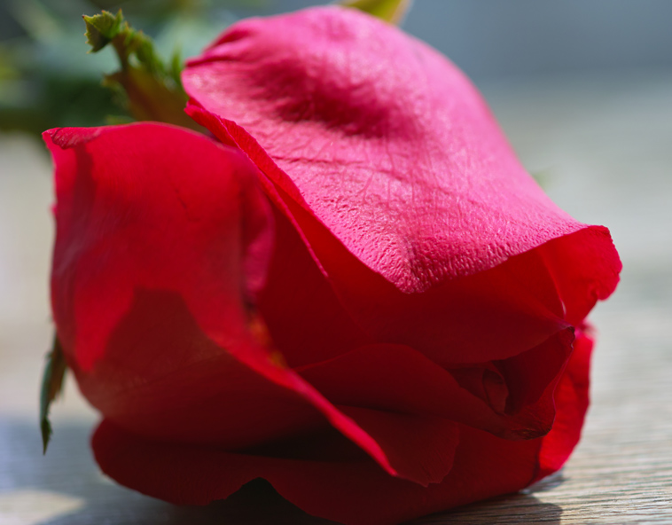 ROSE 摄影 因你而来