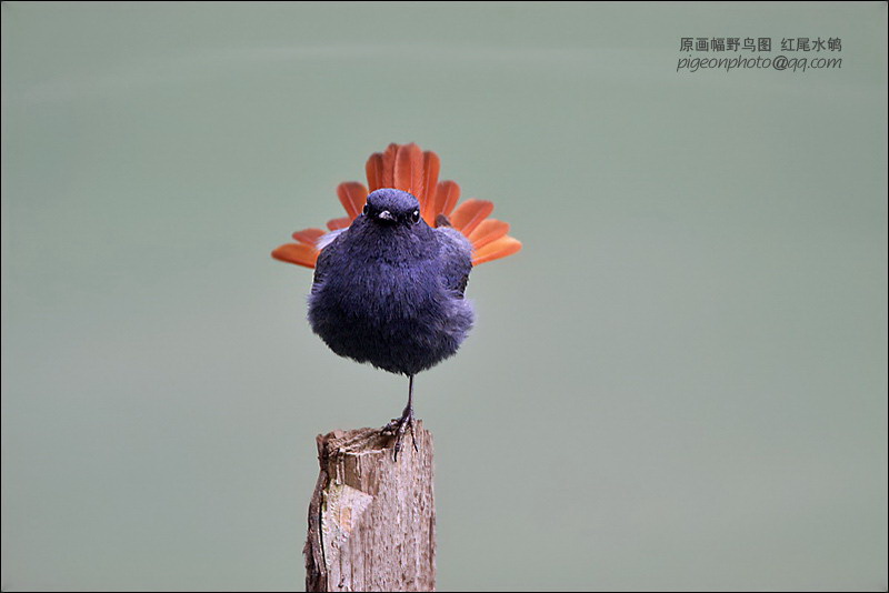 红尾水鸲 摄影 pigeon